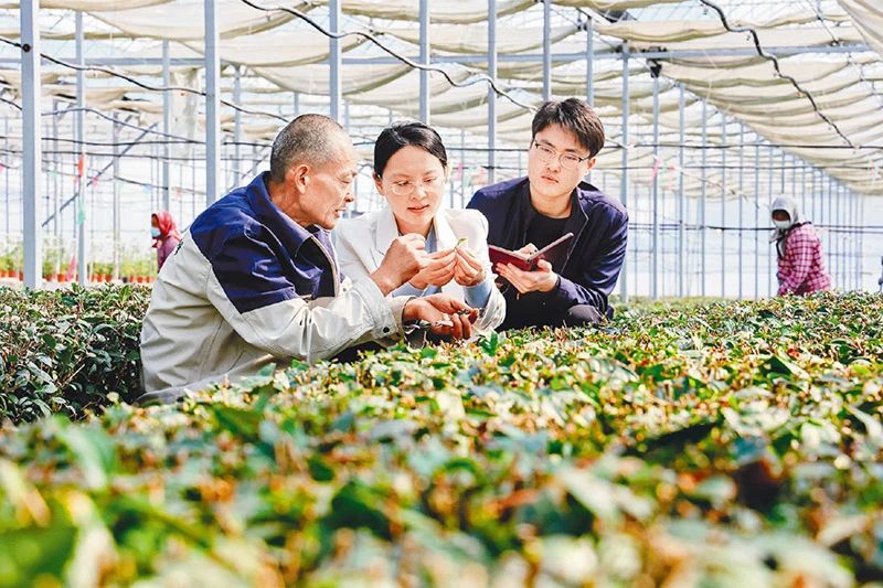 山东省日照市纪检监察干部在岚山区巨峰镇向茶农了解乡村振兴资金使用、产业项目收益等情况